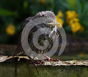 Young Starling in urban house garden in bright warm weather.