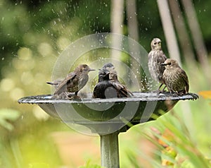 Young Starlings bathing