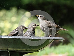 Young Starlings bathing