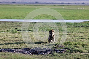 Young starving male lion walking in the grass in a field