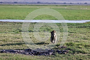 Young starving male lion walking in the grass in a field