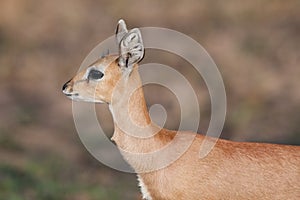 Young steenbok photo