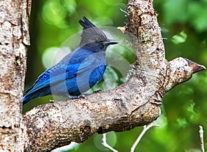 Young Steller`s Jay on Tree Branch