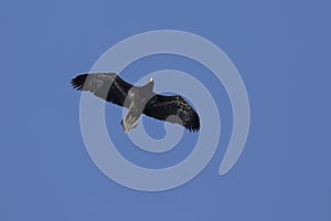 Young Steller`s sea eagle flying over Avacha Bay on a sunny wint