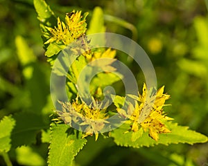 Young stem of golden root