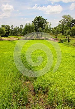 Young sticky rice sprouts are grown