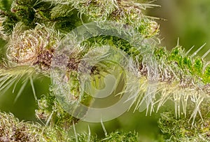 Young stinging nettle Urtica dioica plant flowers, microscopy detail, transparent sting hairs called trichomes visible, image
