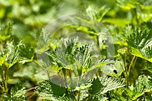 Young stinging nettles in spring