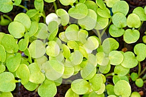 Young Stock Plant Seedlings in Close-UP