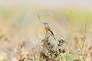 Young stonechat in natural habitat