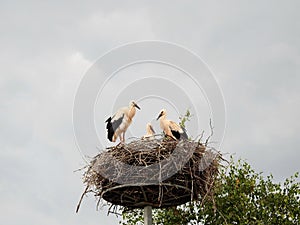 Young stork birds in nest, Lithuania