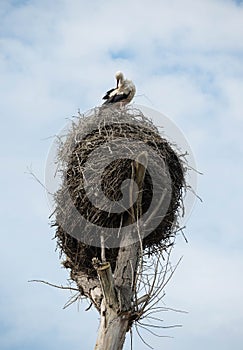 Young stork sitting in a huge nest on a leafless tree