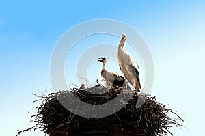 Young storks