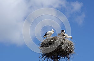 young storks in a nest against a blue sky with clouds.