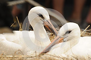 Young Storks Relaxing In Nest