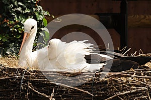 Young Storks Relaxing In Nest
