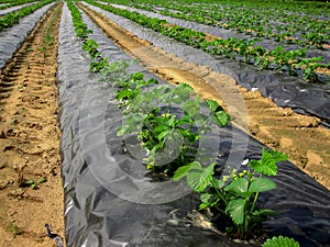 The young strawberry bushes