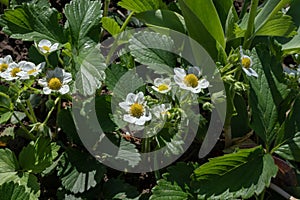 Young strawberry bushes blooming in small white flowers in an outdoor garden