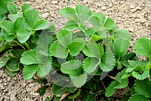 Young strawberry plant