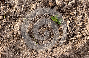 Young strawberry seedling in the sandy soil