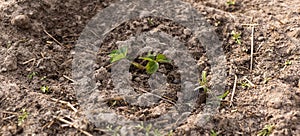 Young strawberry seedling in the sandy soil