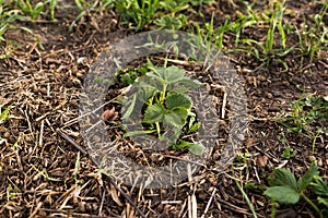 Young strawberry seedling in the sandy soil