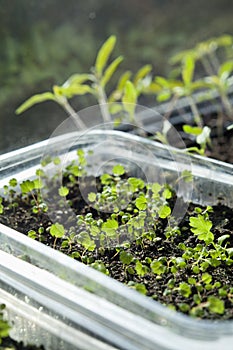 Young strawberry seedlings in upcycled plastic tray. Gardening with reusable materials on budget