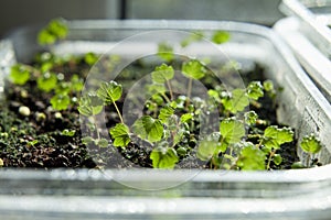 Young strawberry seedlings in upcycled plastic tray. Gardening with reusable materials on budget