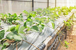 Young strawberry trees growing in greenhouse