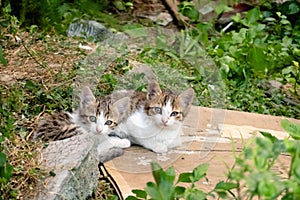 young stray cat with her brothers