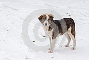 Young stray dog is begging for some food