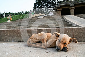 Young stray dog sleeping