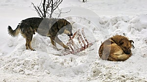 Young stray dogs of mixed breed gnaw bones