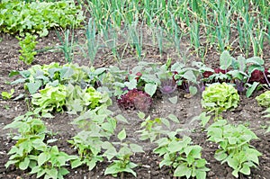 Young string bean plants and other vegetables