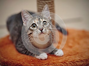 Young striped cat with brown eyes