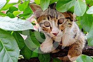 Young striped cat hiding on the tree.