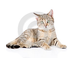 Young striped cat looking at camera. isolated on white background