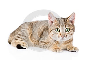 young striped cat looking at camera. isolated on white background