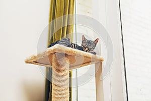 Young striped tabby cat asleep in the sun