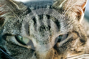 Young striped tabby cat portrait