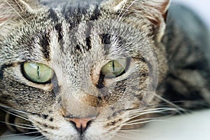 Young striped tabby cat portrait