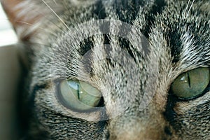 Young striped tabby cat portrait