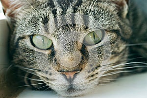 Young striped tabby cat portrait