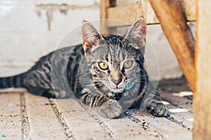 Young striped tabby cat staring at the camera