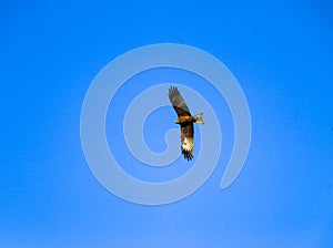 Young strong falcon soars, spreading its large wings, in  clear sky before hunting. bird of prey  hawk hunter flies in the bright