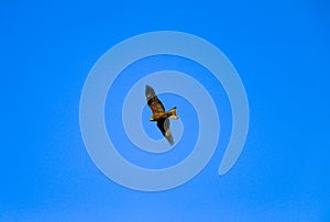 Young strong falcon soars, spreading its large wings, in  clear sky before hunting. bird of prey  hawk hunter flies in the bright