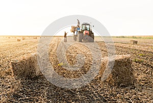 Young and strong farmer throw hay bales in a tractor trailer - b