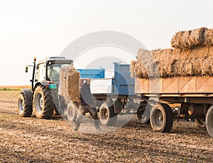 Young and strong farmer throw hay bales in a tractor trailer - b