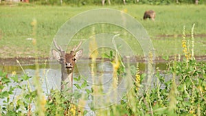 Young strong graceful deer, green pasture with green juicy grass. Spring meadow with cute animals. Livestock field in tropical