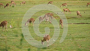 Young strong graceful deer, green pasture with green juicy grass. Spring meadow with cute animals. Livestock field in tropical